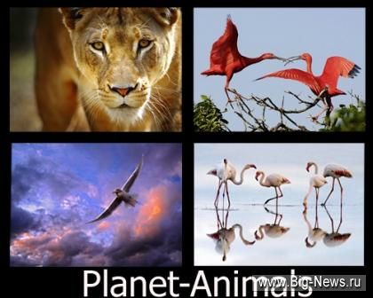 Planet-Animals